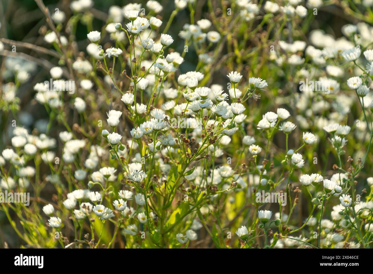 White Erigeron philadelphicus flowers in a meadow, close-up. the Philadelphia fleabane. Floral background. Stock Photo