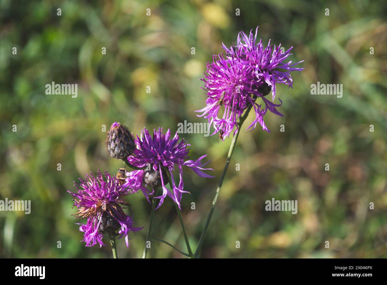 Purple flowers greater knapweed hi-res stock photography and images - Alamy