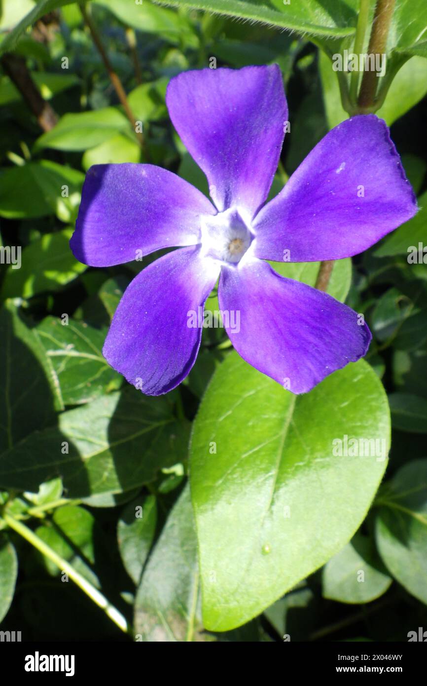 Purple vinca major or large periwinkle flower Stock Photo