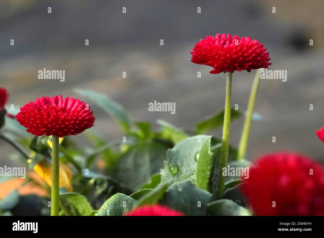 Red bellis perennis Pomponette, a horticural variant of the common daisy Stock Photo