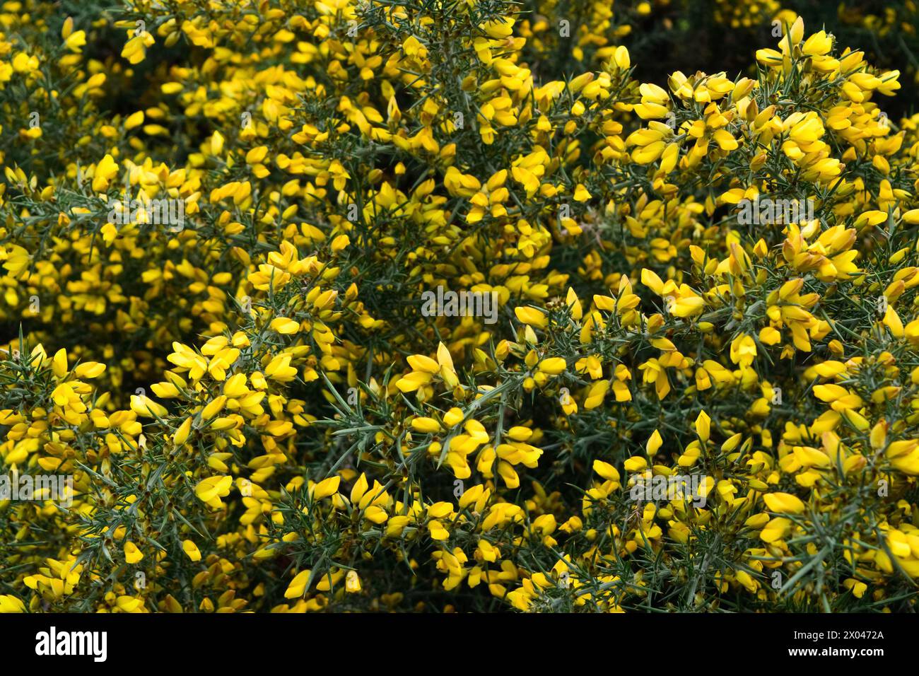 Yellow Ulex europaeus flowers in the garden, close-up. the gorse, common gorse, furze, whin. Spring bloom. Floral background. Stock Photo