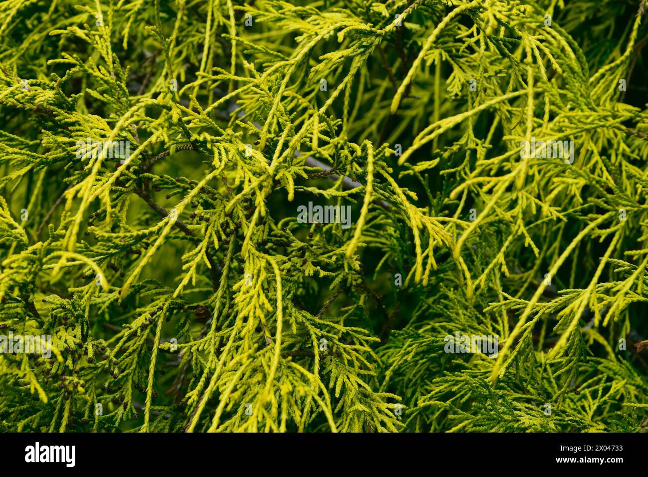 Green branches of Chamaecyparis, close-up. cypress, false cypress. Green plant background. Stock Photo
