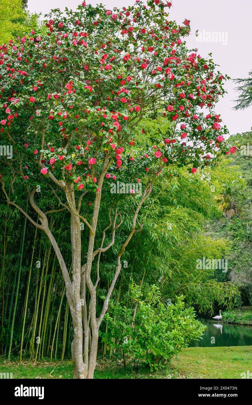 Camellia japonica tree in the park. common camellia, Japanese camellia. Floral background. Spring bloom. Stock Photo