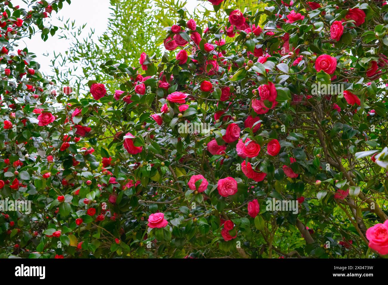 Red Camellia japonica flowers in the garden. common camellia, Japanese camellia. Floral background. Spring bloom. Stock Photo