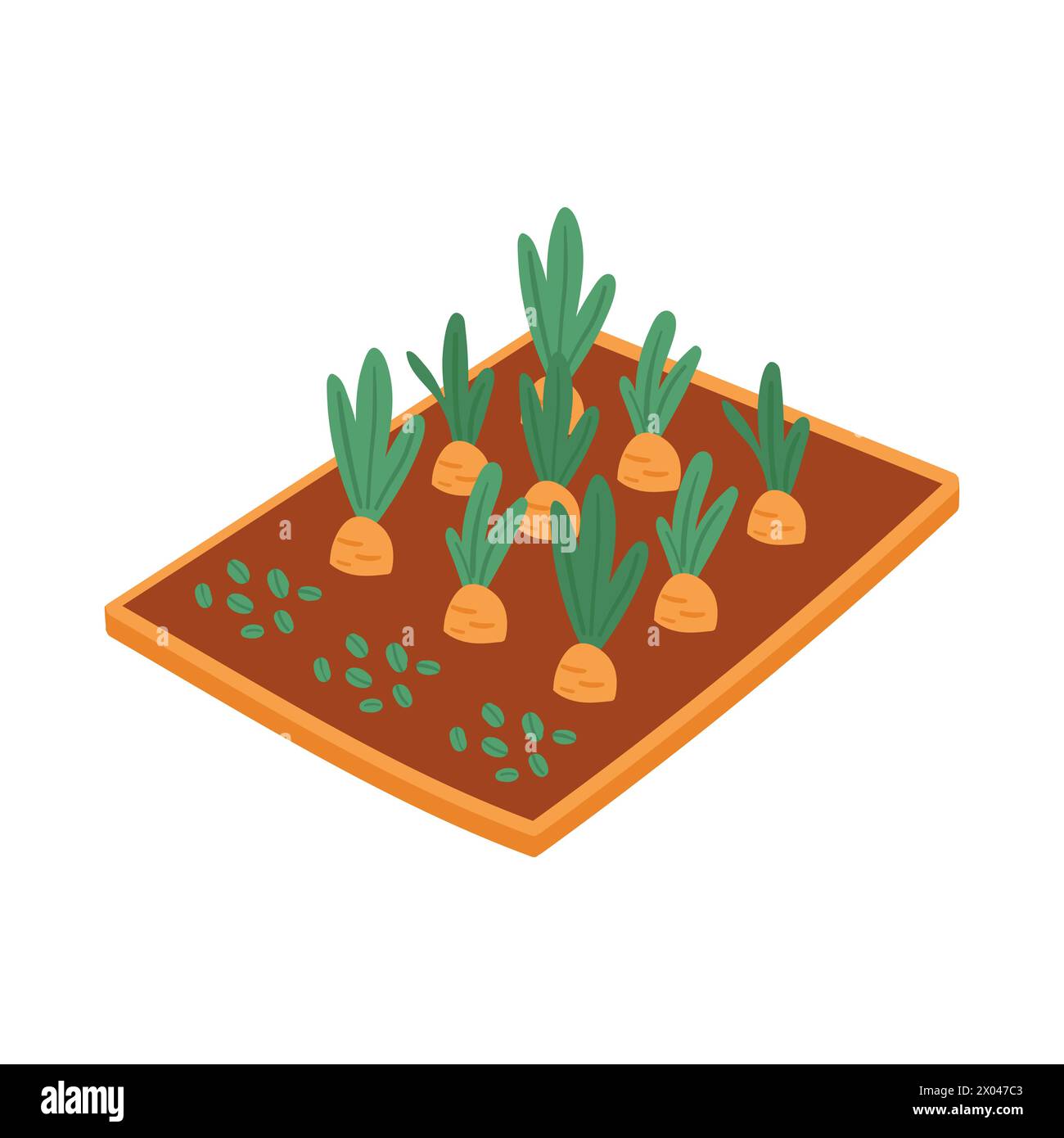 Carrots in farm field. Farming activity, harvesting season flat vector illustration Stock Vector