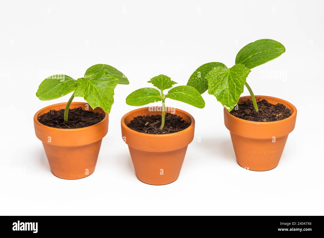 Three seedlings of cucumber in a pot on a white background Stock Photo