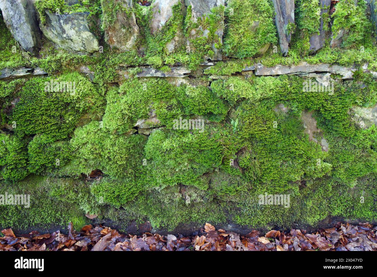 This mossy wall is on Lon Ddinas lane in North Wales near Tregarth. The species include Ctenidium molluscum and Porella platyphylla. Stock Photo