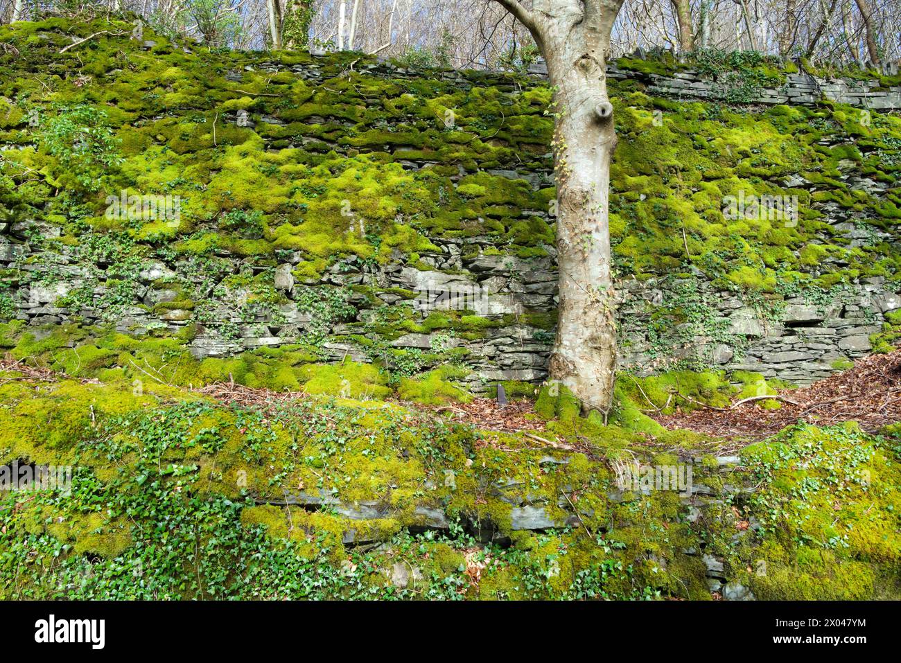 This mossy wall is on Lon Ddinas lane in North Wales near Tregarth. The species include Eurhynchium striatum and Neckera complanata. Stock Photo