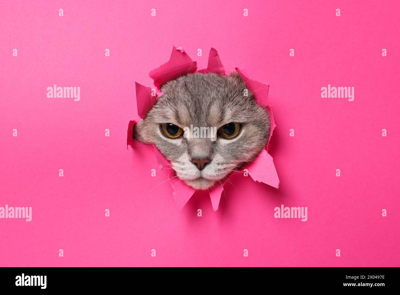 Peeking cat hi-res stock photography and images - Page 3 - Alamy