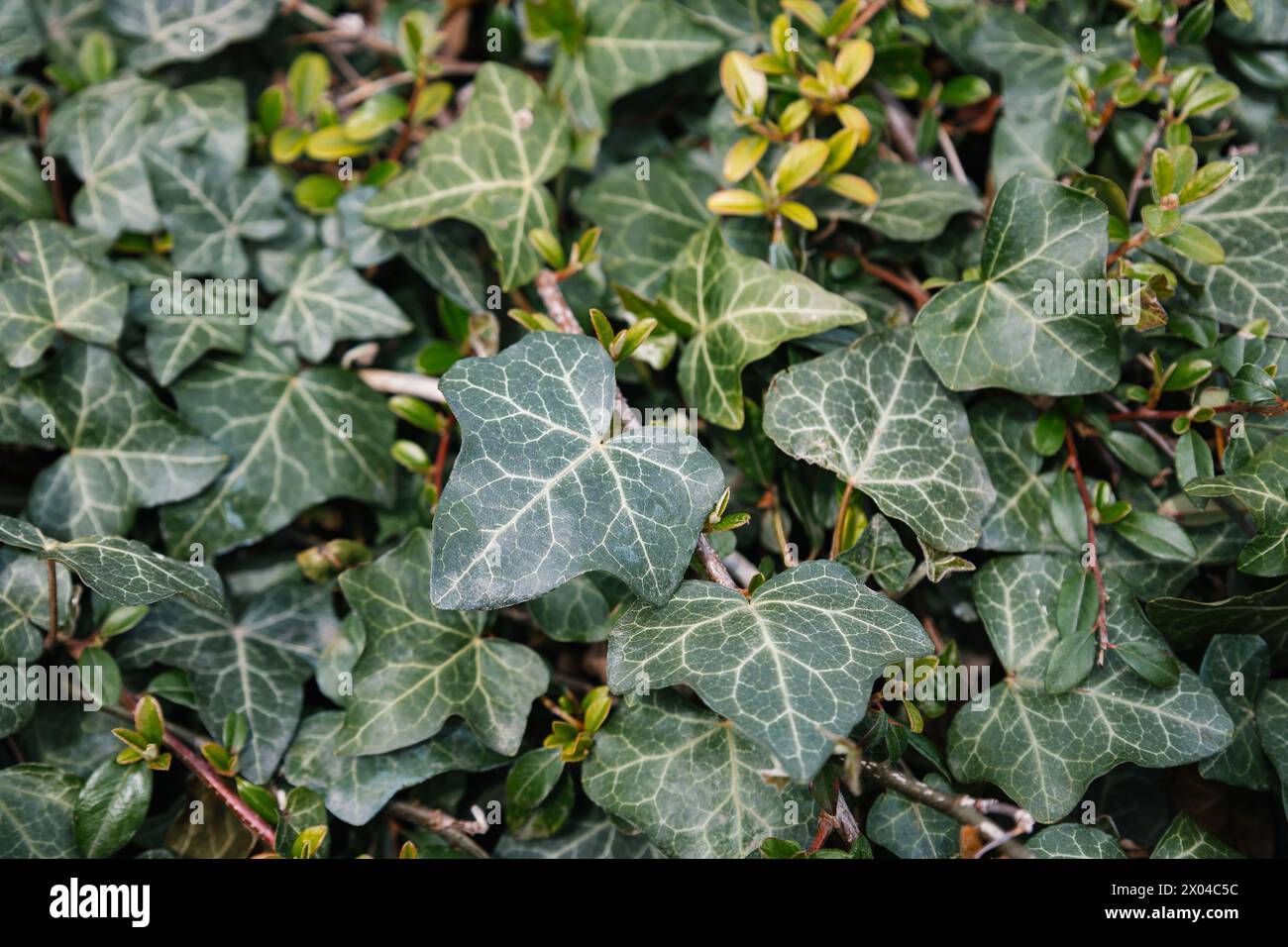 Dark green leaves of Hedera helix. Common ivy from the Araliaceae family in spring. English ivy texture. Fresh new young evergreen creeper leaves Stock Photo