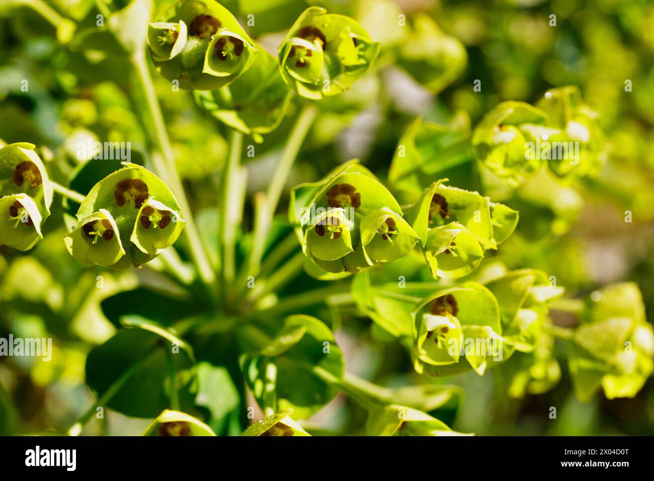 Green flowers of euphorbia commonly called spurge - ,succulent plant Stock Photo
