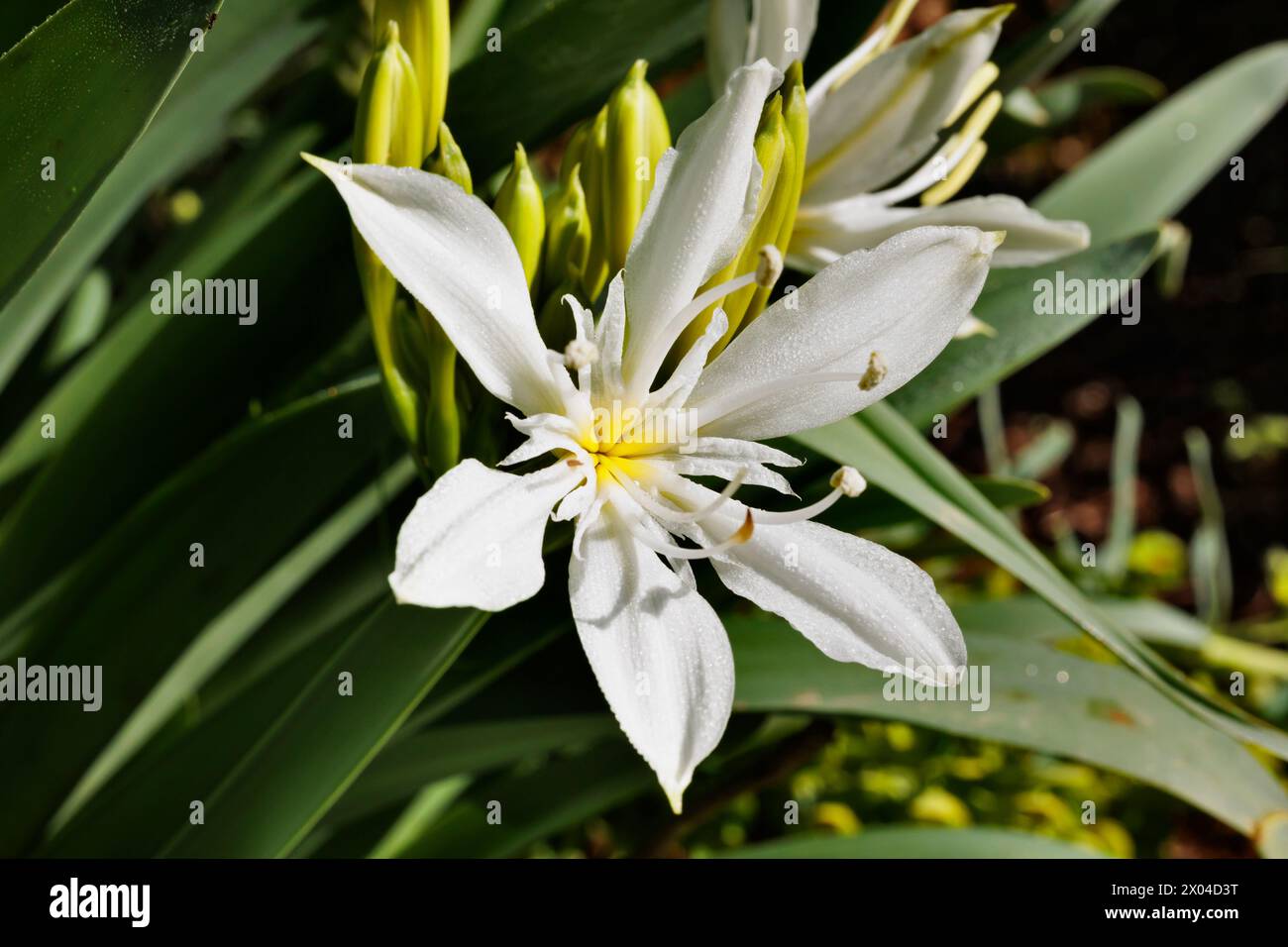 White flower of pancratium  perennial ,bulbous plant in the Amaryllis family Stock Photo