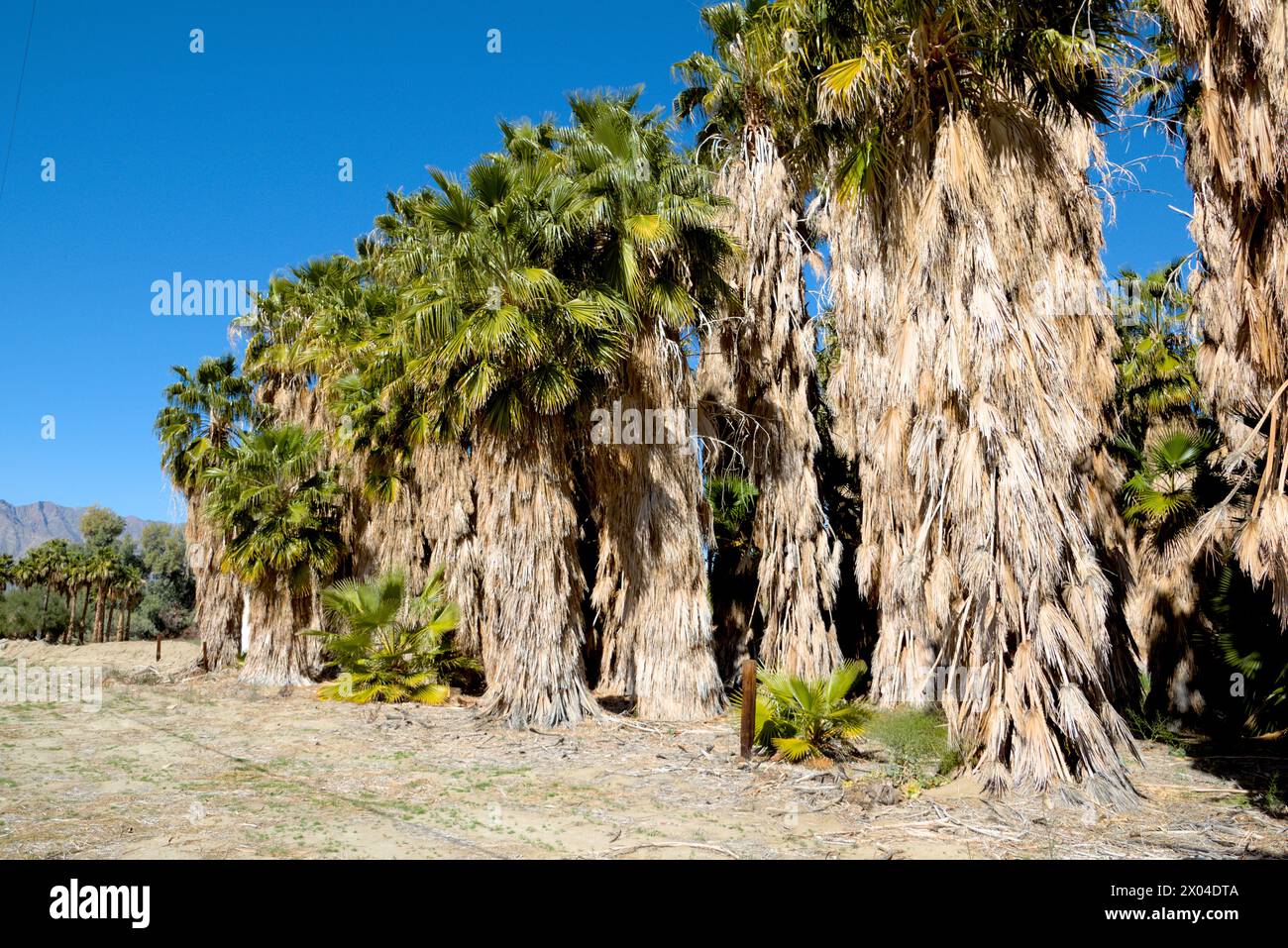 Southern California native palm trees growing in the desert Stock Photo