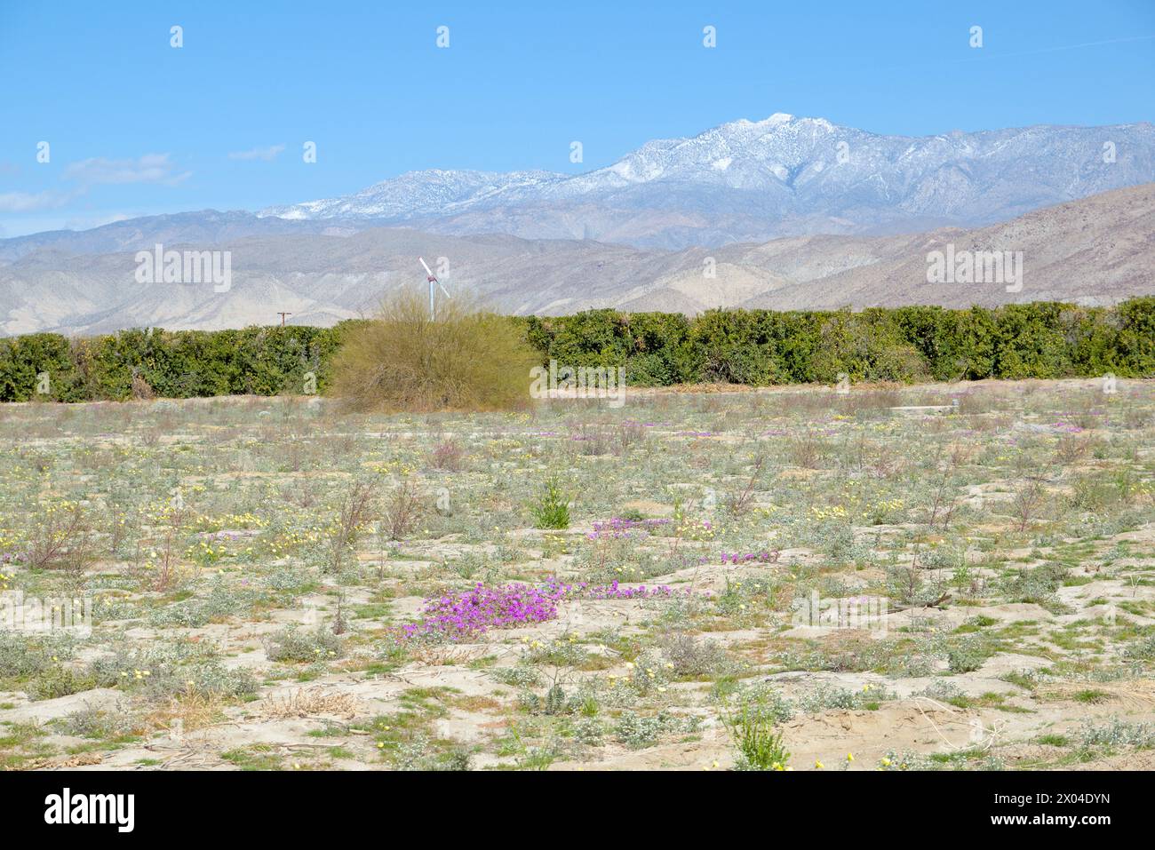 wild flowers - desert verbena and desert sunflower blooming in the spring, small wind generator at the citrus farm Stock Photo