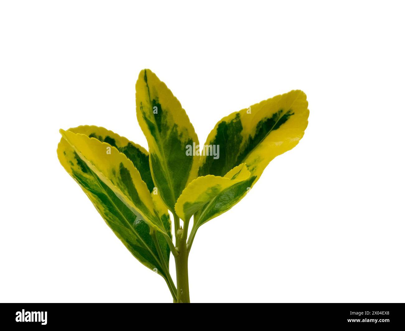Closeup of new season leaves of Euonymous fortunei 'Emerald n Gold' in Spring isolated against a white background Stock Photo
