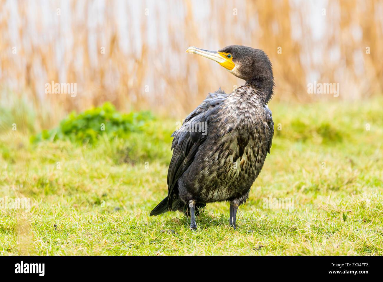 Cormorant, Cormorants, UK Stock Photo