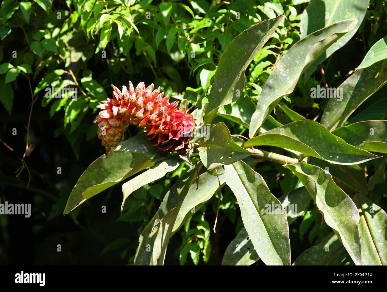 Spiral Ginger, Costus barbatus, Costaceae. Growing wild alongside a river in Tortuguero, Costa Rica, Central America. Stock Photo
