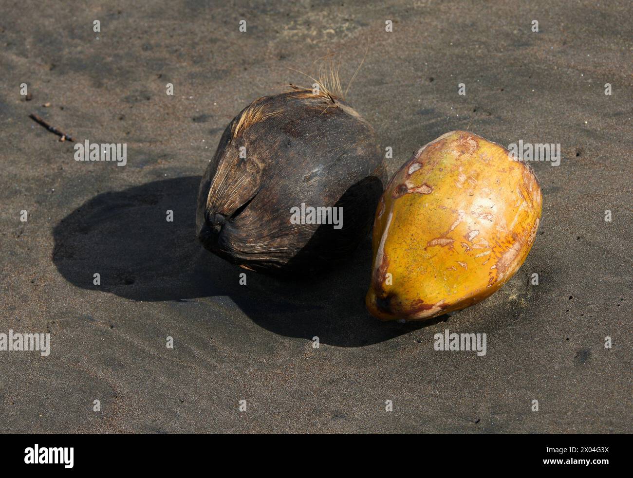Two coconuts on a beach on the Caribbean Sea, Tortuguero, Costa Rica. The coconut tree, Cocos nucifera, is a member of the palm tree family Arecaceae. Stock Photo