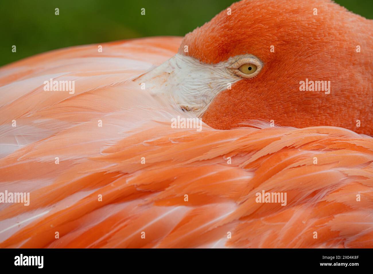 Close-up portrait of a resting Caribbean flamingo (Phoenicopterus ruber) at the Birmingham Zoo in Birmingham, Alabama. (USA) Stock Photo