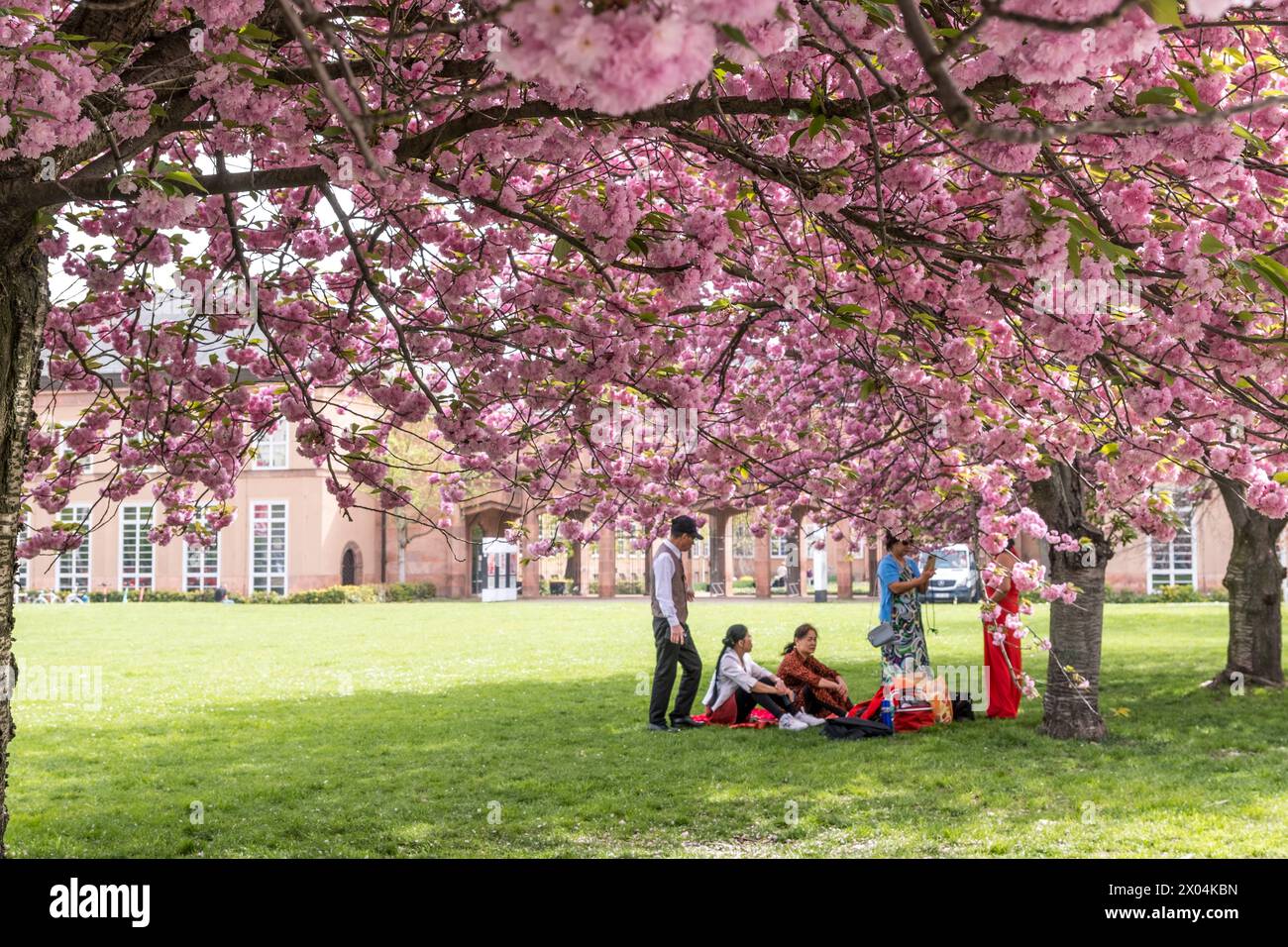 In jedem Frühling locken die 15 Kirschbäume vor dem Grassimuseum für Angewandte Kunst im Leipziger Zentrum viele Menschen an. Die Bäume blühen dann herlichen rosa Tönen. Kirschblüte Grassi Museum *** Every spring, the 15 cherry trees in front of the Grassi Museum of Applied Arts in the center of Leipzig attract many people The trees then blossom in beautiful shades of pink Cherry blossom Grassi Museum Stock Photo