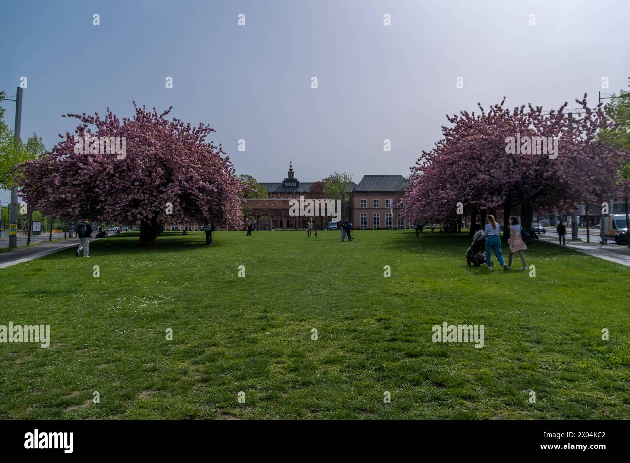 In jedem Frühling locken die 15 Kirschbäume vor dem Grassimuseum für Angewandte Kunst im Leipziger Zentrum viele Menschen an. Die Bäume blühen dann herlichen rosa Tönen. Kirschblüte Grassi Museum *** Every spring, the 15 cherry trees in front of the Grassi Museum of Applied Arts in the center of Leipzig attract many people The trees then blossom in beautiful shades of pink Cherry blossom Grassi Museum Stock Photo