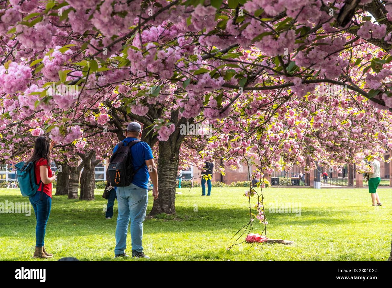 In jedem Frühling locken die 15 Kirschbäume vor dem Grassimuseum für Angewandte Kunst im Leipziger Zentrum viele Menschen an. Die Bäume blühen dann herlichen rosa Tönen. Kirschblüte Grassi Museum Stock Photo