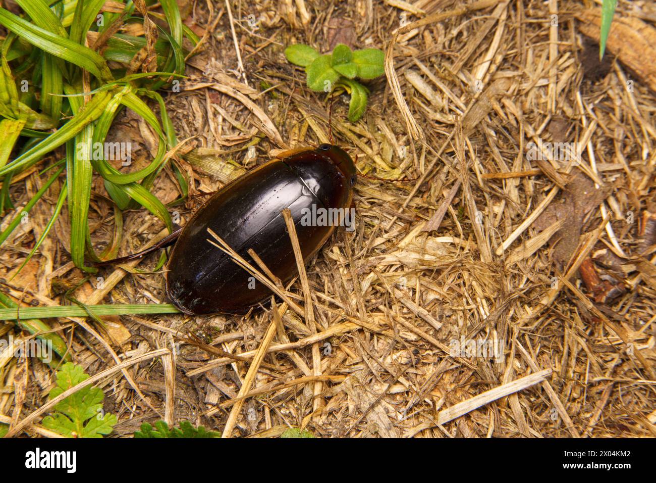 Dytiscus dimidiatus Family Dytiscidae King Diving-beetle wild nature insect photography, picture, wallpaper Stock Photo