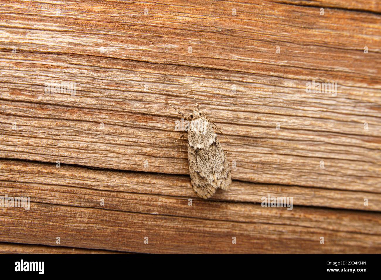 Diurnea fagella Family Lypusidae Genus Diurnea March dagger moth March tubic moth wild nature insect photography, picture, wallpaper Stock Photo