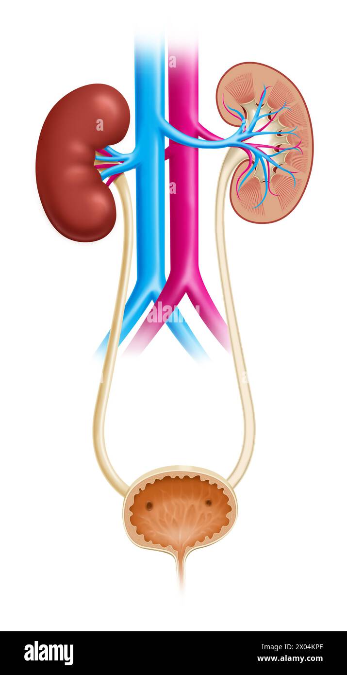 Illustration of the human urinary tract, showing both kidneys and urinary bladder Stock Photo