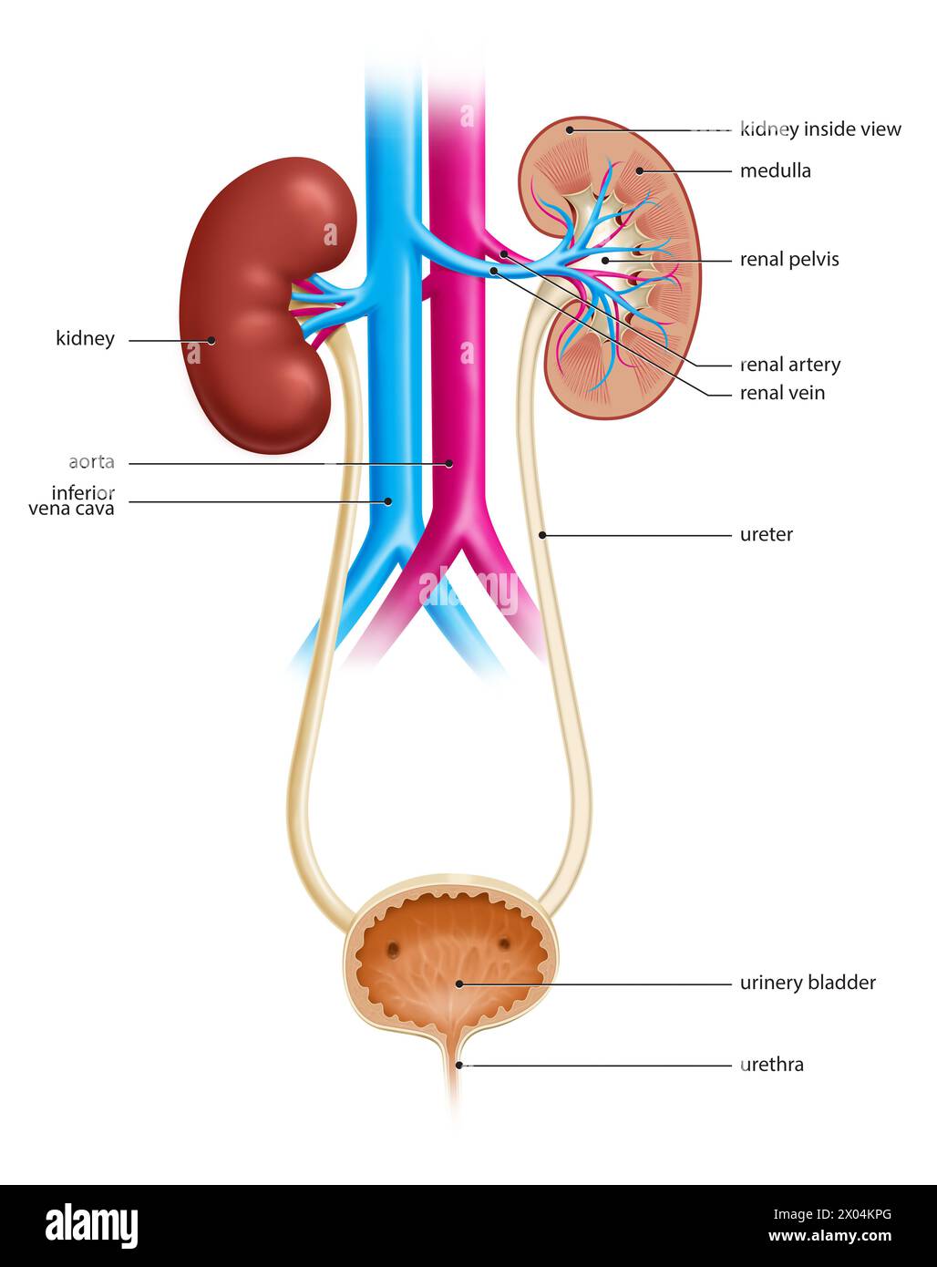 Illustration of the human urinary tract, showing both kidneys and ...