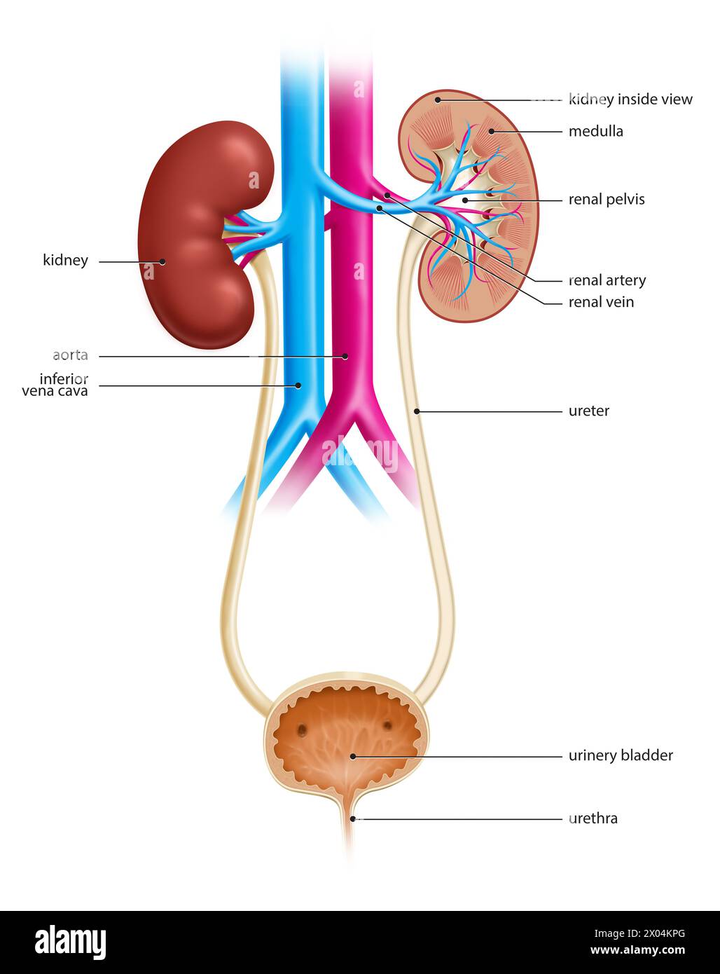 Illustration of the human urinary tract, showing both kidneys and urinary bladder Stock Photo