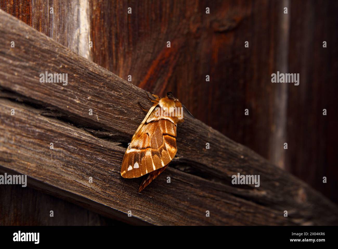Endromis versicolora Family Endromidae Genus Endromis Kentish glory moth wild nature insect wallpaper, picture, photography Stock Photo