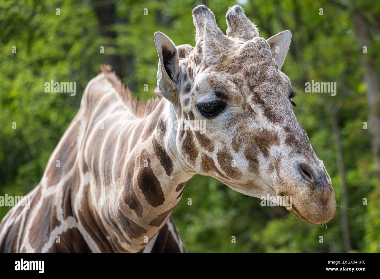 Reticulated giraffe (Giraffa camelopardalis reticulata) at the Birmingham Zoo in Birmingham, Alabama. (USA) Stock Photo