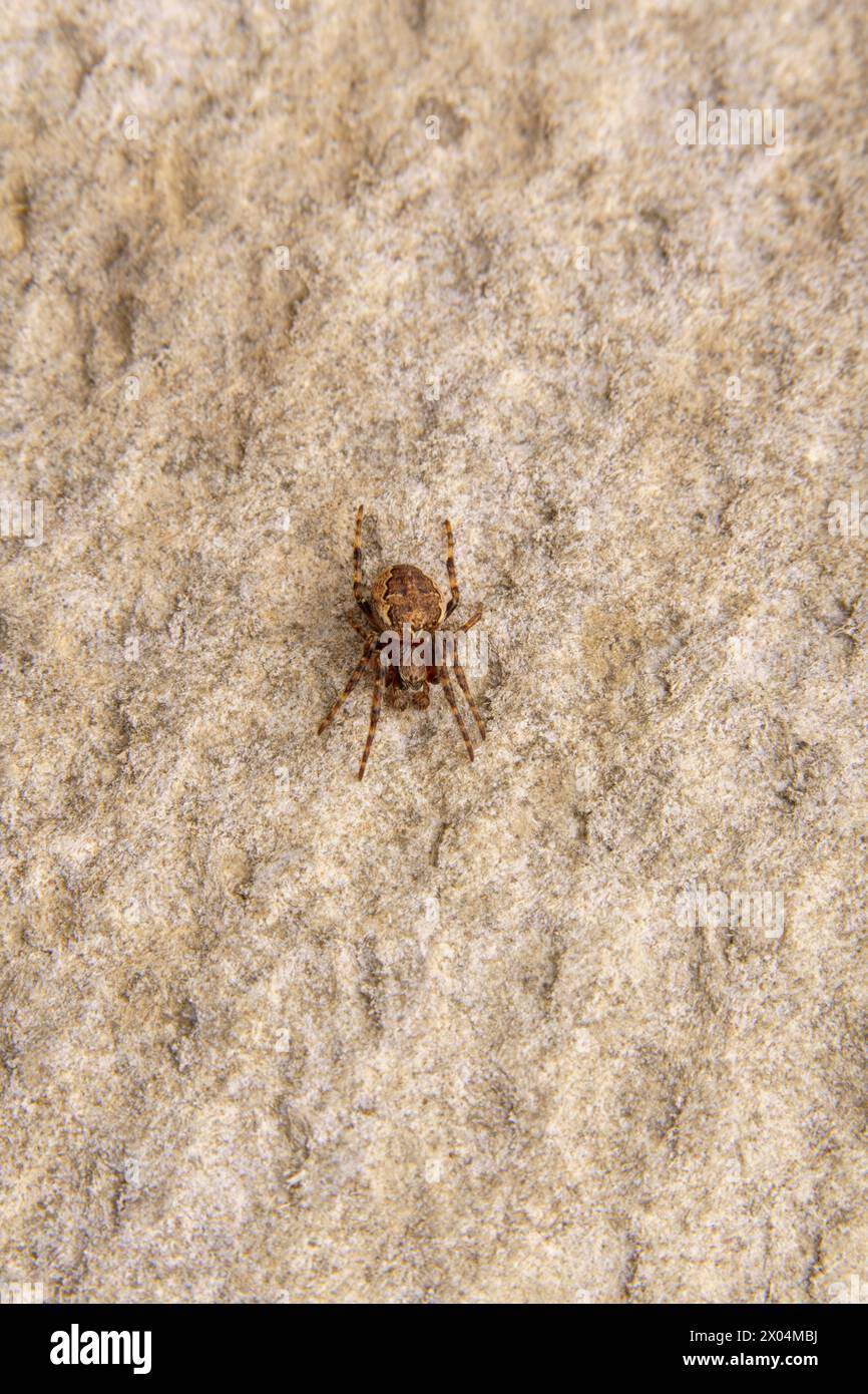 Larinioides patagiatus Family Araneidae Genus Larinioides Ornamental Orbweaver spider wild nature insect photography, picture, wallpaper Stock Photo