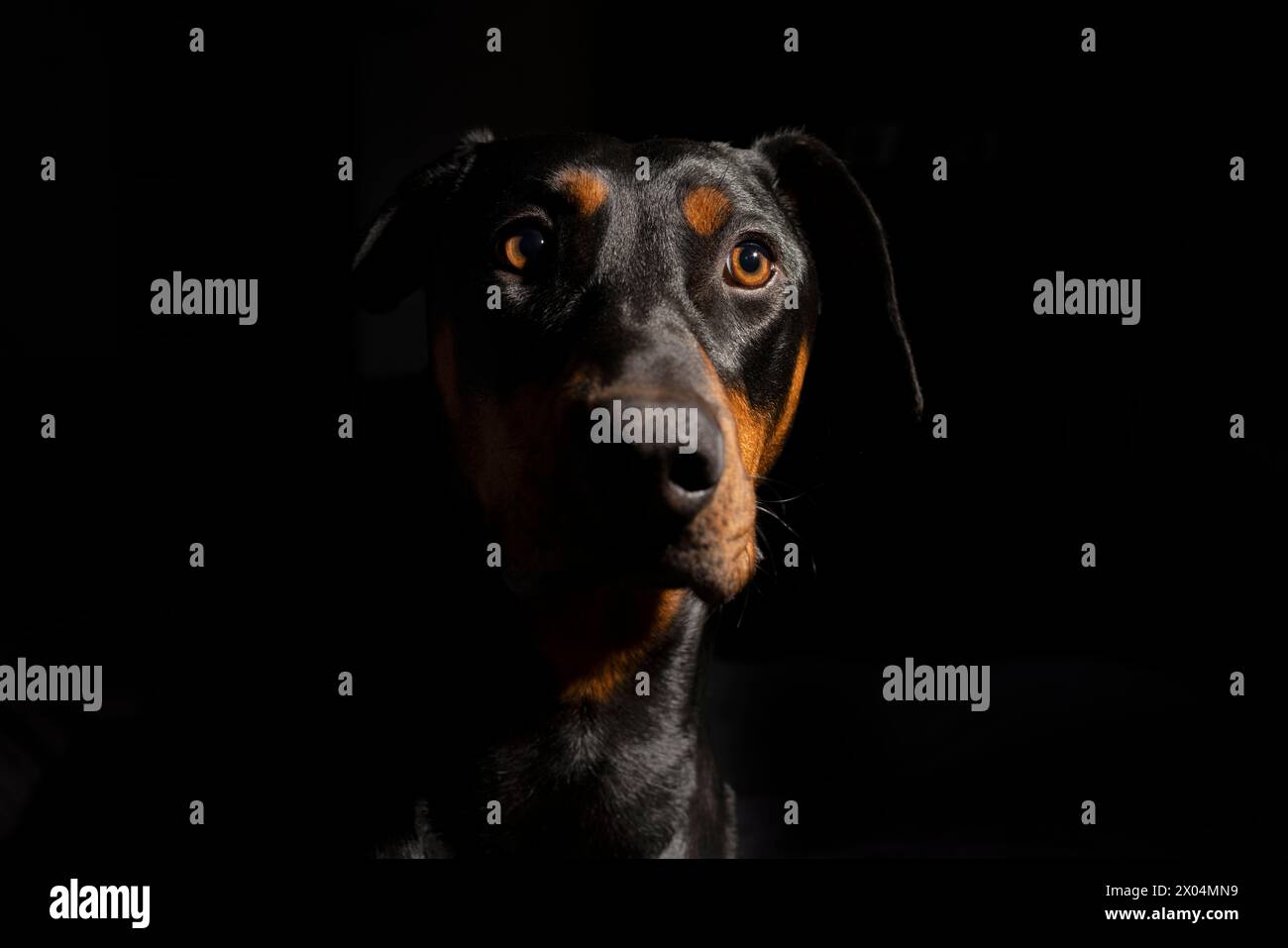 One year old black and red Doberman Pinscher portrait on a black background Stock Photo