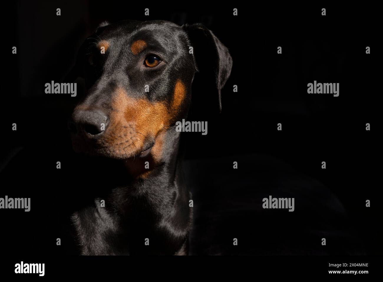 One year old black and red Doberman Pinscher portrait on a black background Stock Photo
