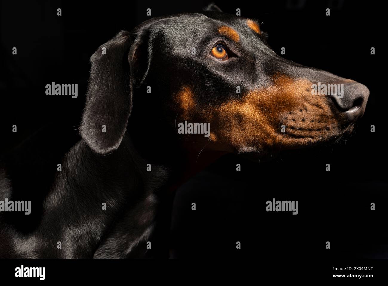 One year old black and red Doberman Pinscher portrait on a black background Stock Photo