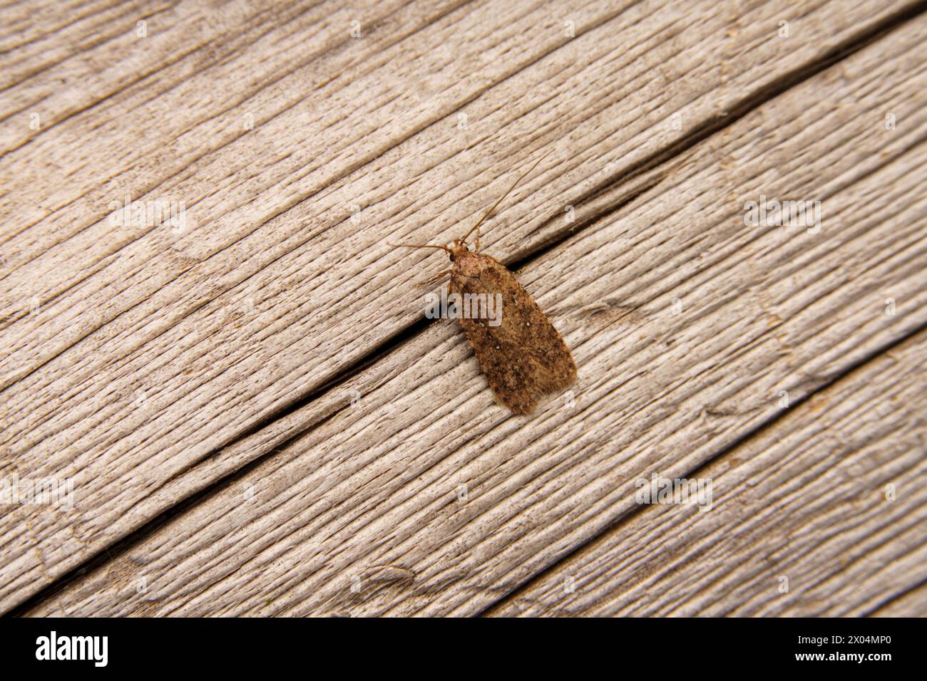 Agonopterix heracliana Family Depressariidae Genus Agonopterix Common Brindled Brown moth Common Flat-body moth wild nature insect photography, pictur Stock Photo