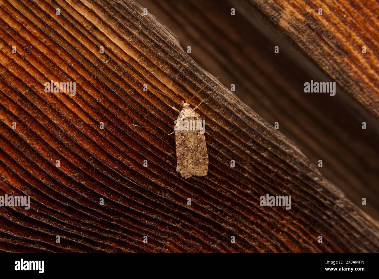 Agonopterix heracliana Family Depressariidae Genus Agonopterix Common Brindled Brown moth Common Flat-body moth wild nature insect photography, pictur Stock Photo