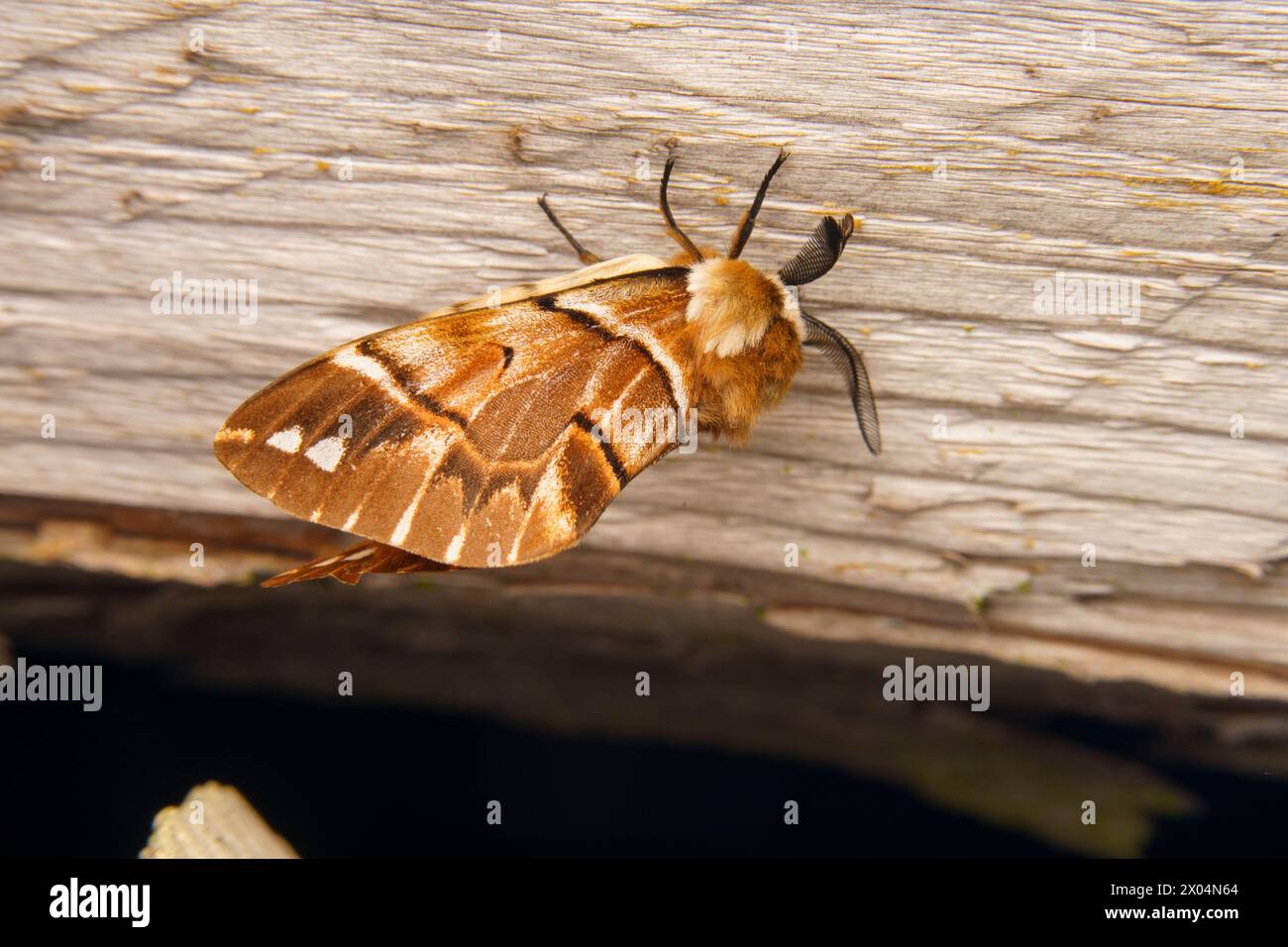 Endromis versicolora Family Endromidae Genus Endromis Kentish glory moth wild nature insect wallpaper, picture, photography Stock Photo
