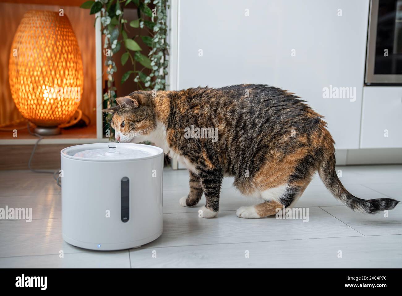 Cat drinking from automatic water dispenser. Smart pet drinker with mobile app connection. Stock Photo