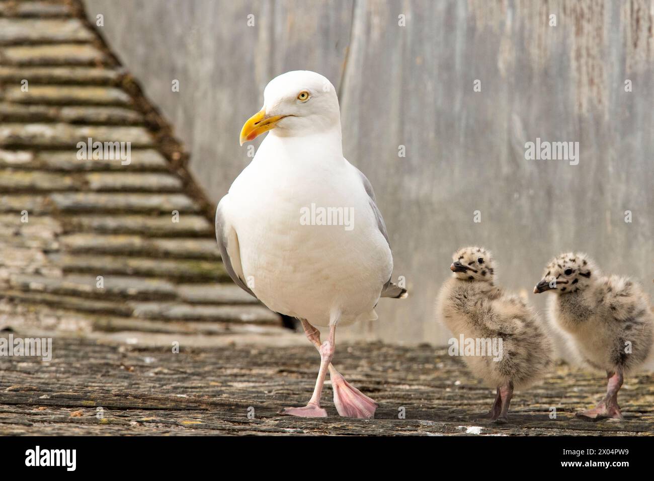 Herring Gull, Gulls in the UK Stock Photo