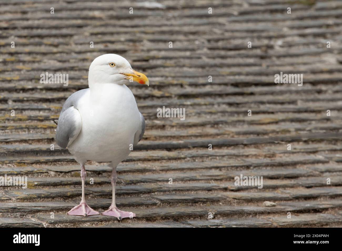 Herring Gull, Gulls in the UK Stock Photo