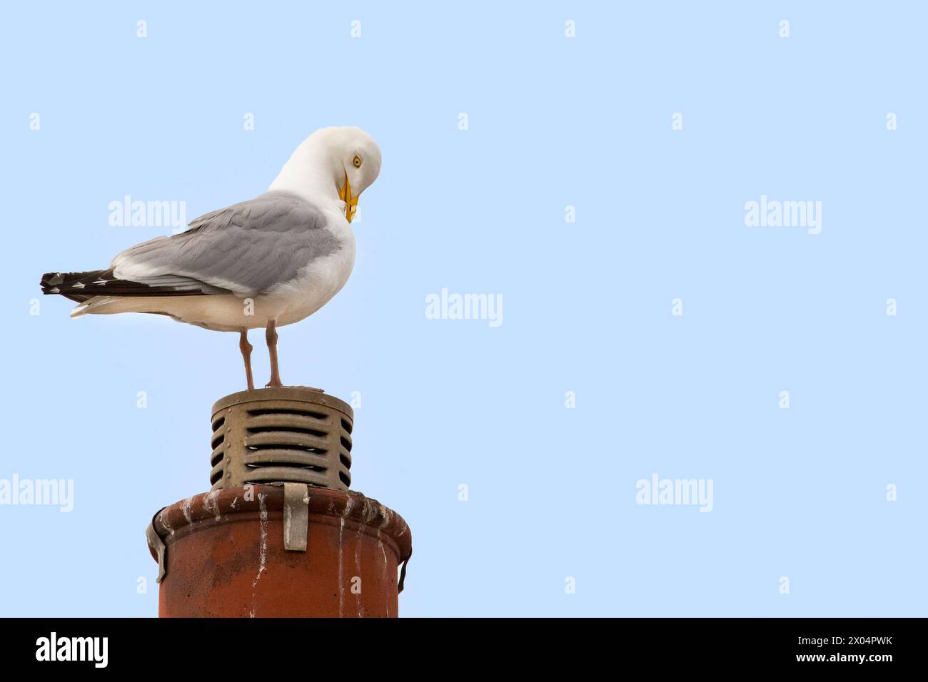 Herring Gull, Gulls in the UK Stock Photo