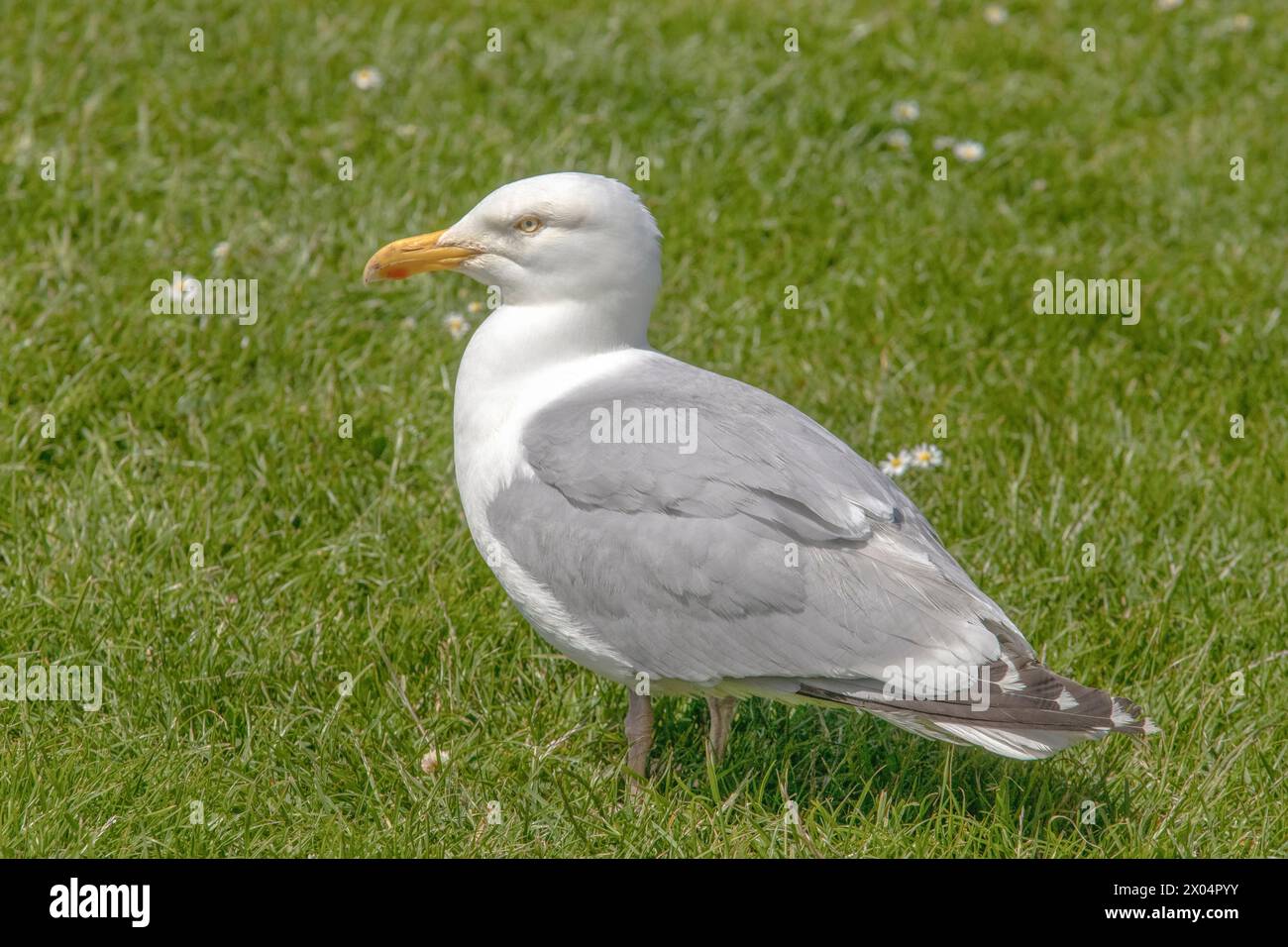 Herring Gull, Gulls in the UK Stock Photo