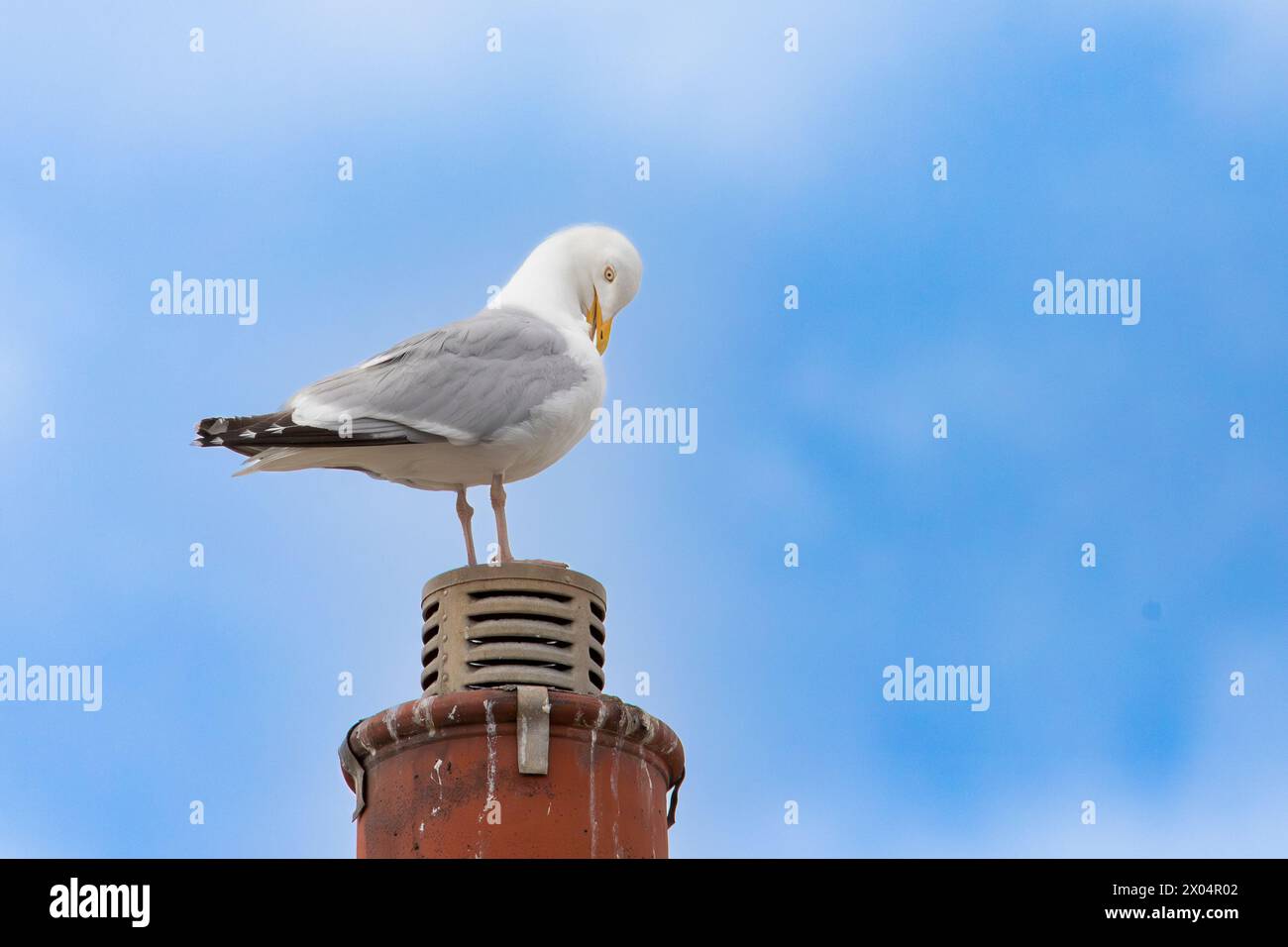 Herring Gull, Gulls in the UK Stock Photo