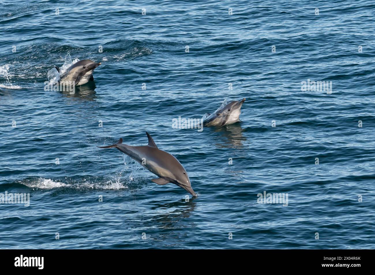 Long-beaked common dolphins (Delphinus capensis) off the coast of Baja California Sur in the Sea of Cortez, Mexico. Stock Photo