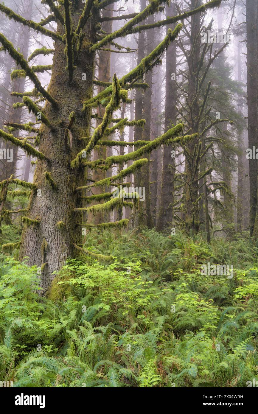 Lifting of spring fog reveals these large Sitka spruce trees with thick moss clinging to the branches at the entance to California's Redwood National Stock Photo