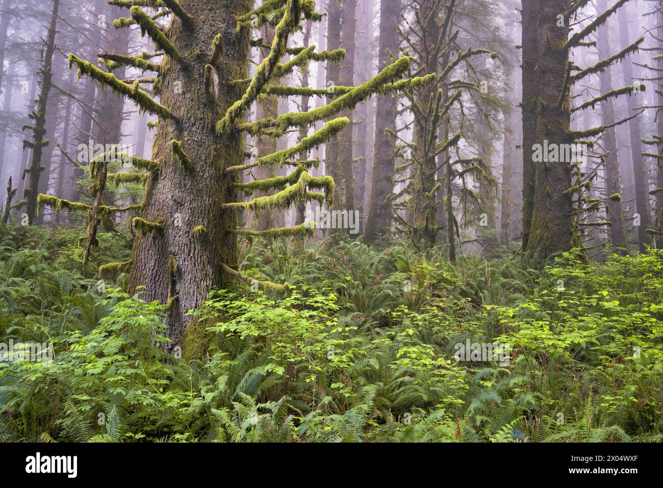 Lifting of spring fog reveals these large Sitka spruce trees with thick moss clinging to the branches at the entance to California's Redwood National Stock Photo