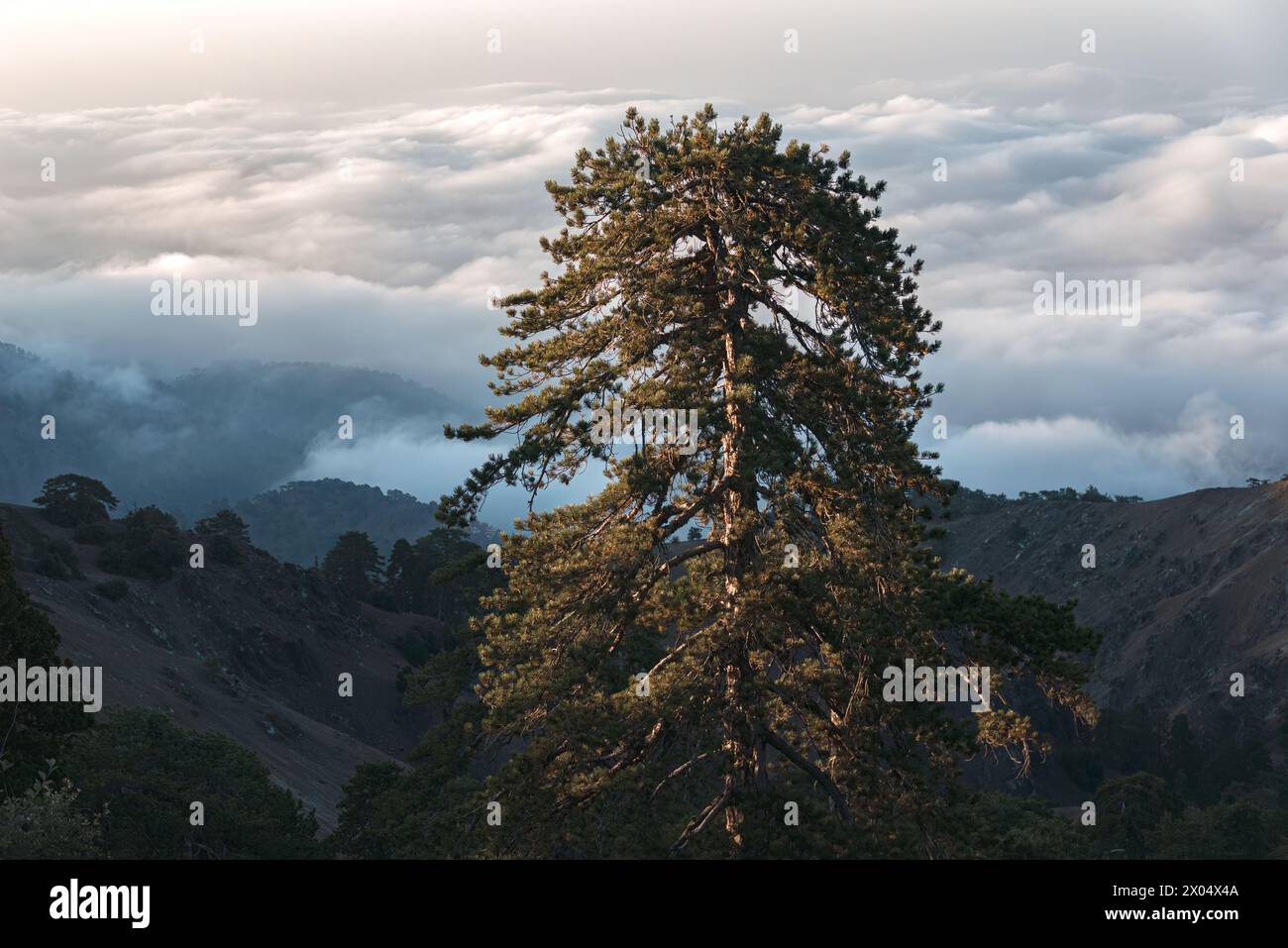 Lone Pine at Cloud-covered Troodos mountains. Cyprus Stock Photo